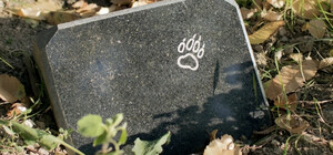 Жителей Лесного массива призывают убрать захоронения домашних животных в лесу