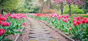 Приходи посмотреть: на Спивочем поле пройдет выставка тюльпанов