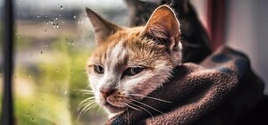 Доставайте одеяла и пижамы: в Днепр идут заморозки