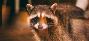 Потискаешь пушистого: в Киеве открылась кофейня с живым енотом