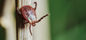 У двоих детей нашли болезнь Лайма: что делать, если укусил клещ