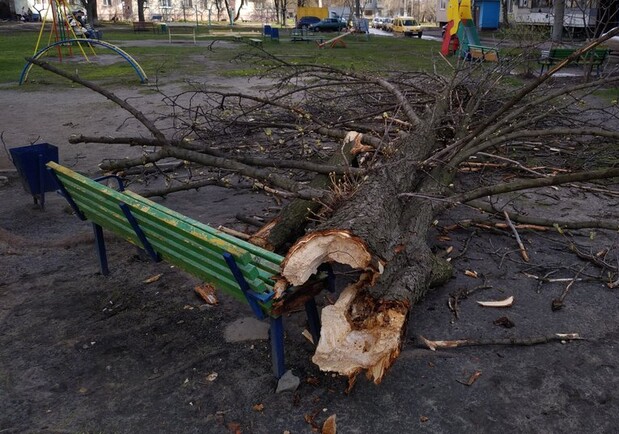 В Харькове на мужчину упало дерево. Фото: suspilne.media