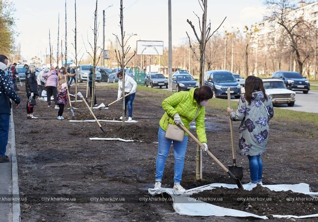 На Салтовке вместо парковки появилась кленовая аллея. Фото: city.kharkov.ua