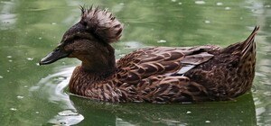 Почетный юбиляр: самой старой в Украине утке исполнилось 25 лет