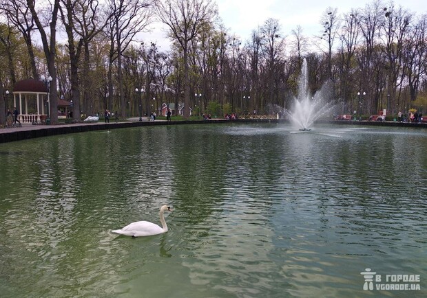 Yа озеро в парке Горького вернули лебедей и уток. Фото: Vgorode
