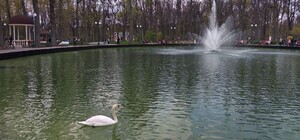 Фотофакт: на озеро в парке Горького вернули лебедей и уток