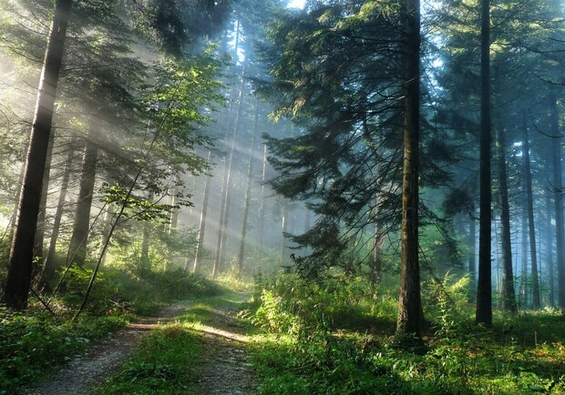 Харьковчанам запретили ходить в хвойный лес
