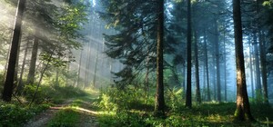 В чем причина: харьковчанам запретили ходить в лес