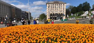 В центре Киева расцвели 100 тысяч голландских тюльпанов
