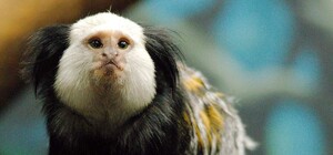 Улыбнитесь: в Бердянском зоопарке показали детенышей карликовых обезьян