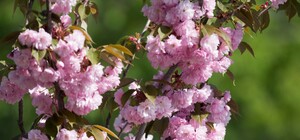 Бежим делать селфи: в Днепре расцвела аллея сакур (фото)