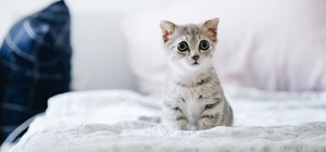 На Самбірщині п’яний 42-річний чоловік вбив кошеня: як покарають