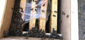 Внезапно: пчелы, которые якобы погибли в грузовике 