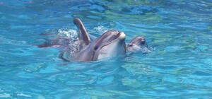 Пополнение: в одесском дельфинарии родился малыш 