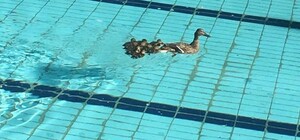 Урбанізація: у басейні СКА у Львові оселилися дикі качки