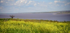 Строительство объездной дороги: экологи опасаются за сохранение Куяльника 