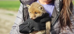 Хотіли втопити: до Львова з Бродів привезли крихітних лисенят