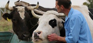 Спас от смерти: кришнаит из Днепра приютил 347 коров