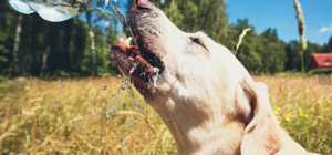 Помоги любимцу: советы ветеринаров, как уберечь домашних животных от жары