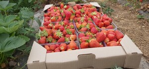 Ягодный рай: киевлян зовут на ферму задешево объесться клубникой