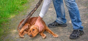 Забрали в приют: в Харькове мужчина на улице издевался над своей собакой