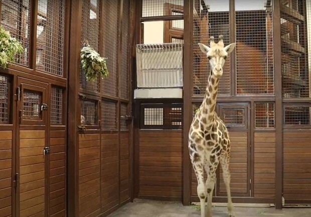 В харьковском зоопарке показали дом для жирафа Демьяна. Фото: скриншот видео