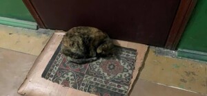 Бросили на улице: на Нивках кошка спит под дверью квартиры, где раньше жила с хозяйкой
