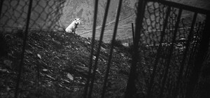 Киевлянам предлагают хоронить домашних животных в био-урнах: сколько это стоит