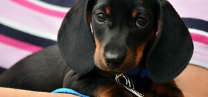 Позаботься о друге: центр защиты животных проведет бесплатную чипизацию собак