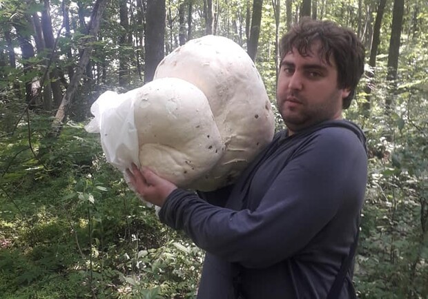 Под Харьковом мужчина нашел гигантский гриб-дождевик. Фото: Sergey Karamushka