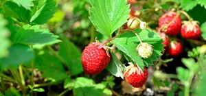 Не поделили клубнику: под Одессой женщина получила год условно за драку в огороде