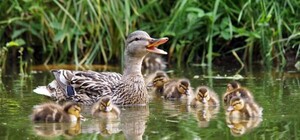 Перепутала с озером: в Днепре дикая утка плавала во дворе частного дома (фото)