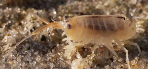 На курортах Азовского моря атакуют морские блохи: что делать, если вас укусили