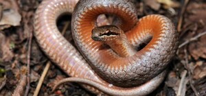 Небезпечна прогулянка: на Львівщині змія вкусила дитину 