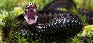 Три дні – у реанімації: на Львівщині дитину вкусила змія