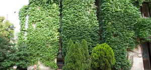 Вместо зелени - бетон: в Киеве срезали 30-летний виноград ради строительства