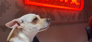 Працівники Цитрусу врятували сокола і приєдналися до щорічної акції 