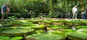 Выбирай, куда поехать: одесский Ботсад внесли в базу заповедного фонда Украины