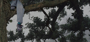 Ображали однолітки: на Львівщині дитина залізла на дерево і відмовилася злазити