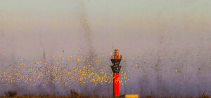 Позаботься о москитках: в Одесской области появились комариные тучи