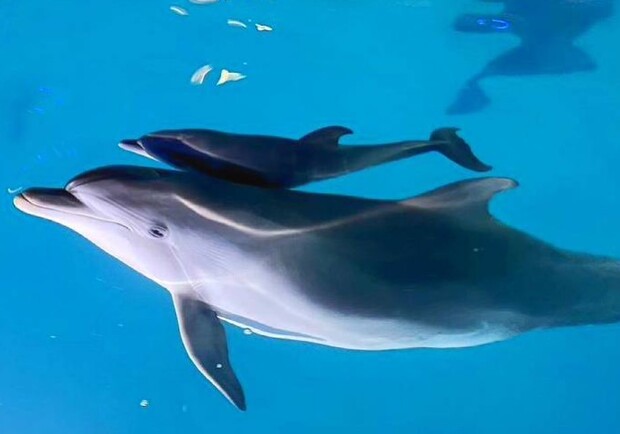 Второй за лето: в харьковском дельфинарии родился малыш - фото