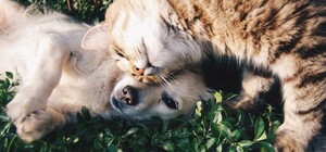 Приходи с любимцем: на Борщаговке будут чипировать и прививать домашних животных