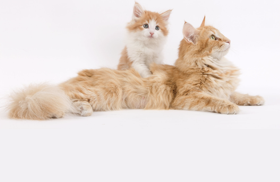 Скільки проживе ваш кіт?