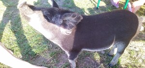 Загорал и купался: в Днепре на пляже отдыхал поросенок