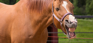 Приревнувала: на Львівщині кобила відкусила щоку 5-річній дівчинці
