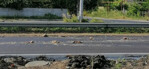 Невозможно дышать: на трассе в Подгородном валяются мертвые курицы