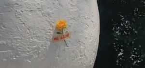 Получи ответ: что за цветы на пластырях расклеивают по Запорожью