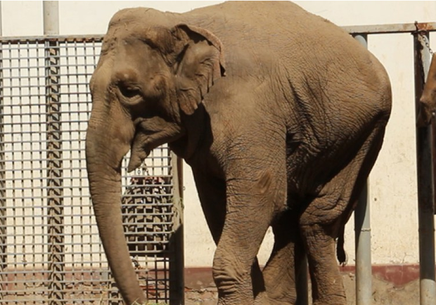 В Харьковском зоопарке умерла слониха Тэнди. Фото: zoo.kharkov.ua