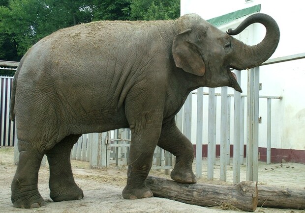 Стало известно, от какой болезни умерла слониха Тэнди. Фото: atn.ua