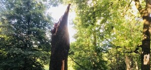 Під час прогулянки у Львові на дитину впало дерево: як почувається